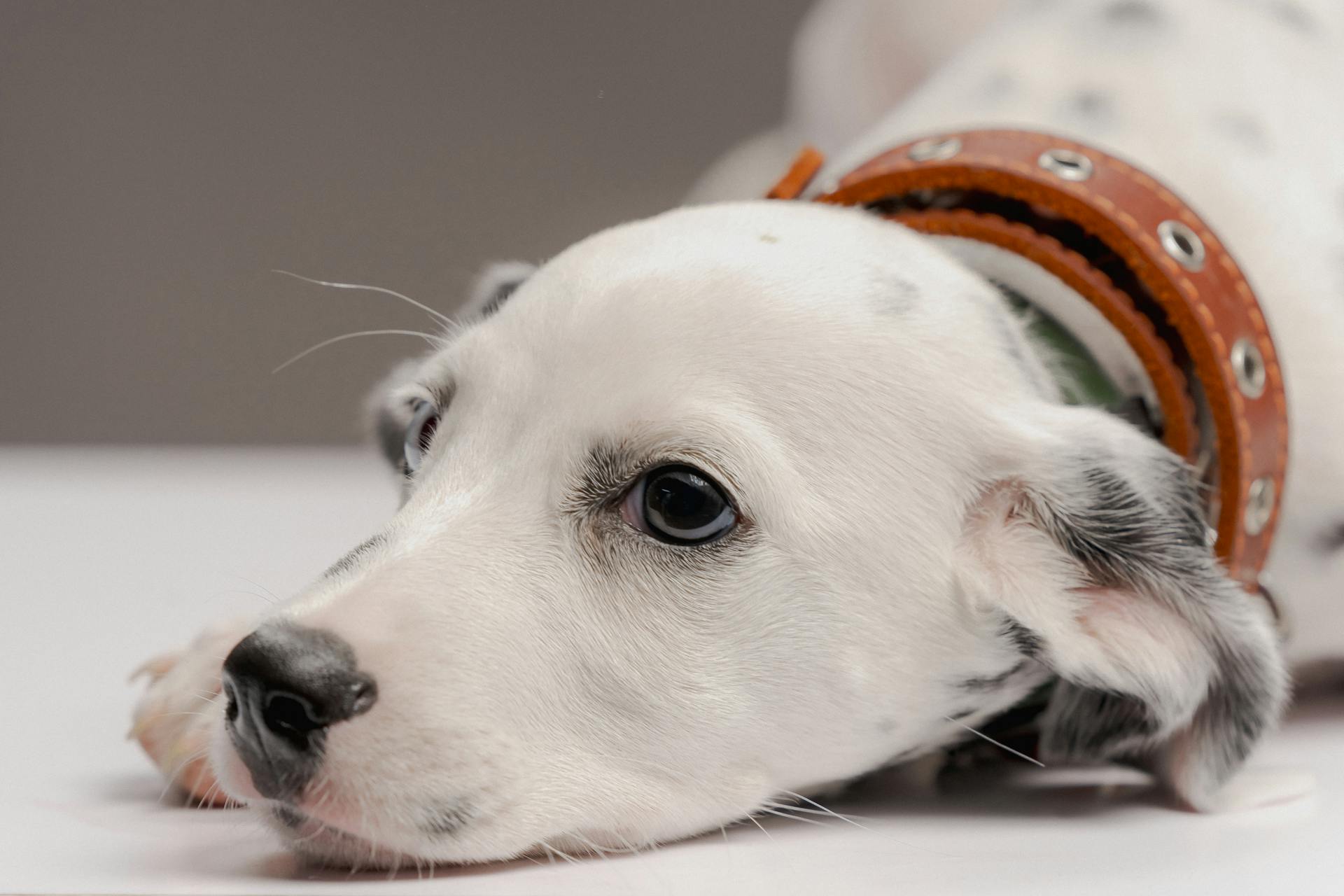 Portrait of Dalmatian Dog