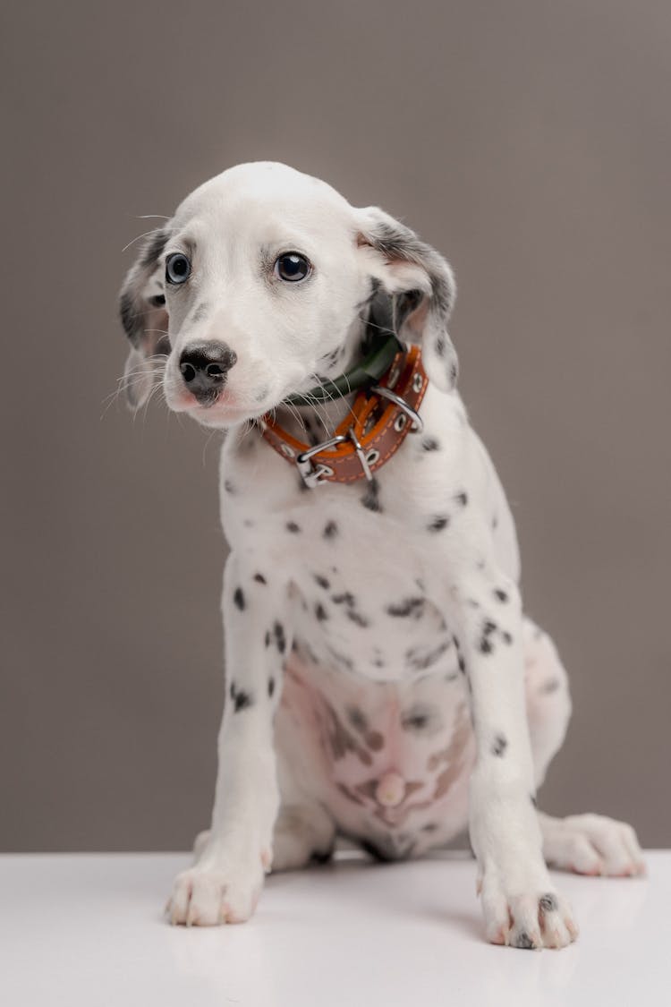 Dalmatian Dog In A Studio 