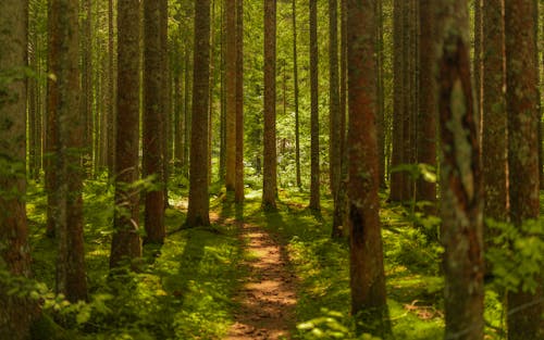 A Footpath in a Bright Green Forest