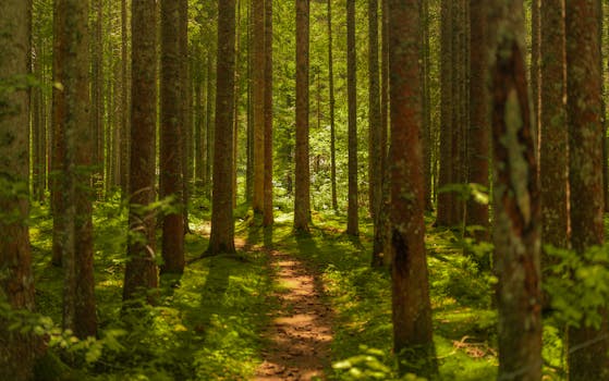 A tranquil forest pathway bathed in summer sunlight, surrounded by tall trees and lush greenery.