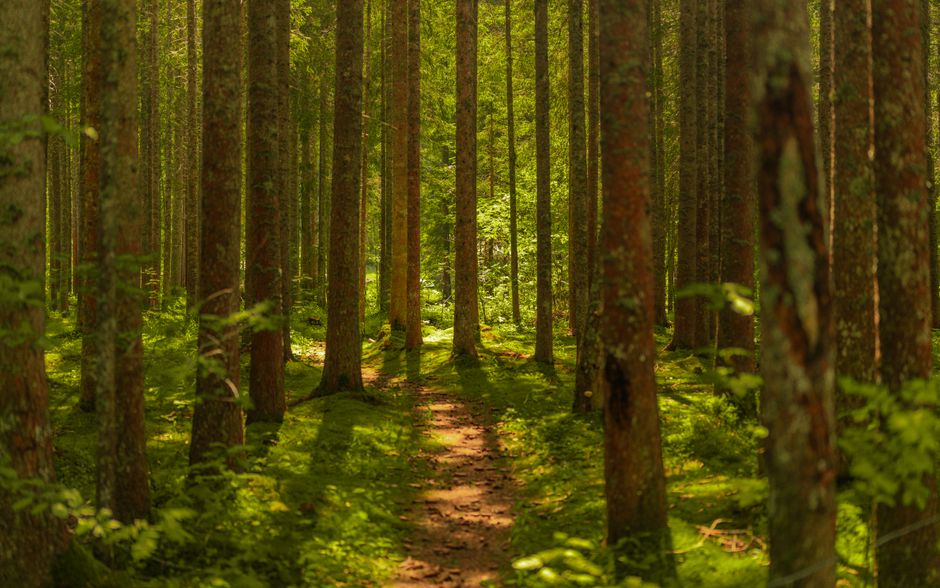 A tranquil forest pathway bathed in summer sunlight, surrounded by tall trees and lush greenery.