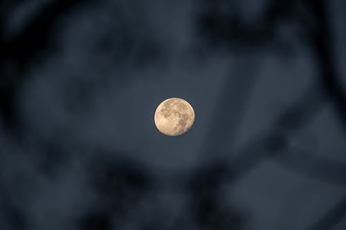 Imagine de stoc gratuită din astronomie, cer de noapte, crengi