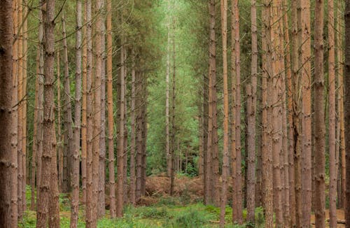 Foto d'estoc gratuïta de acícula, bosc, coníferes