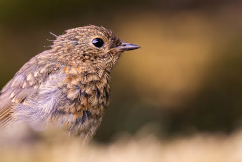 Close-up of a Juvenile European Robin 