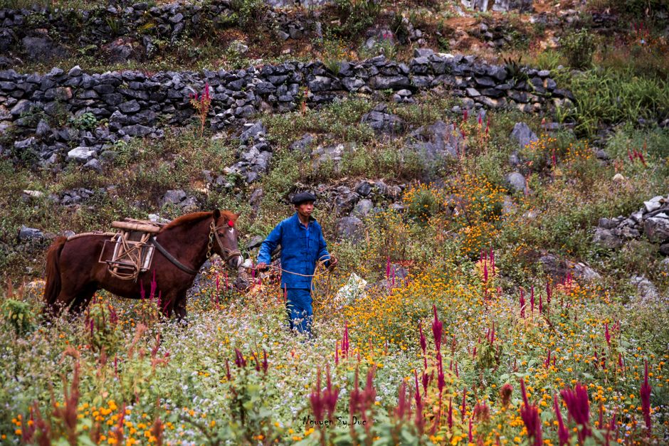 A man in blue leads a horse through a colorful wildflower meadow in a rural setting.