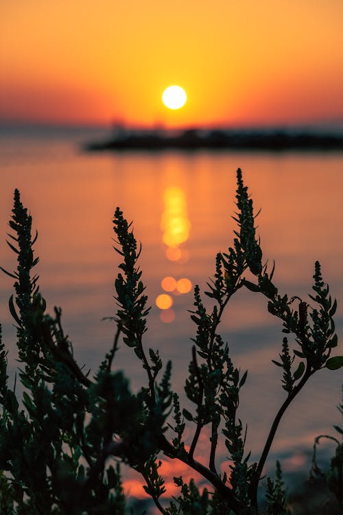 Ilmainen kuvapankkikuva tunnisteilla auringonlaskun taustalla, kultainen auringonlasku, ranta auringonlasku