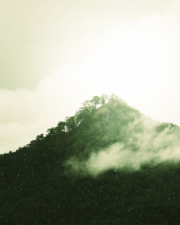 Trees On A Hill In Fog 