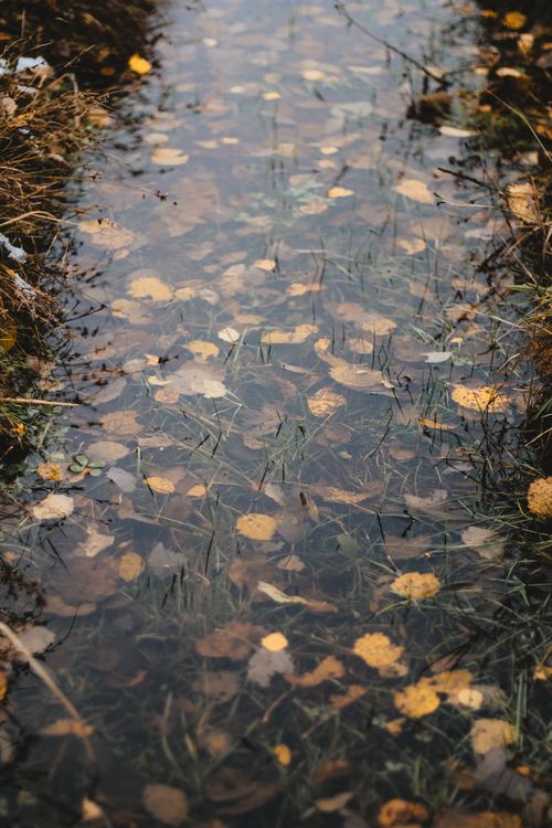 Free A serene autumn scene with golden leaves floating on a water-filled path, creating a reflective surface. Stock Photo