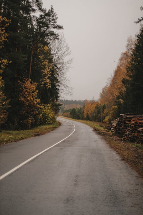 Bend of Asphalt Road Surrounded by Forest in Autumn
