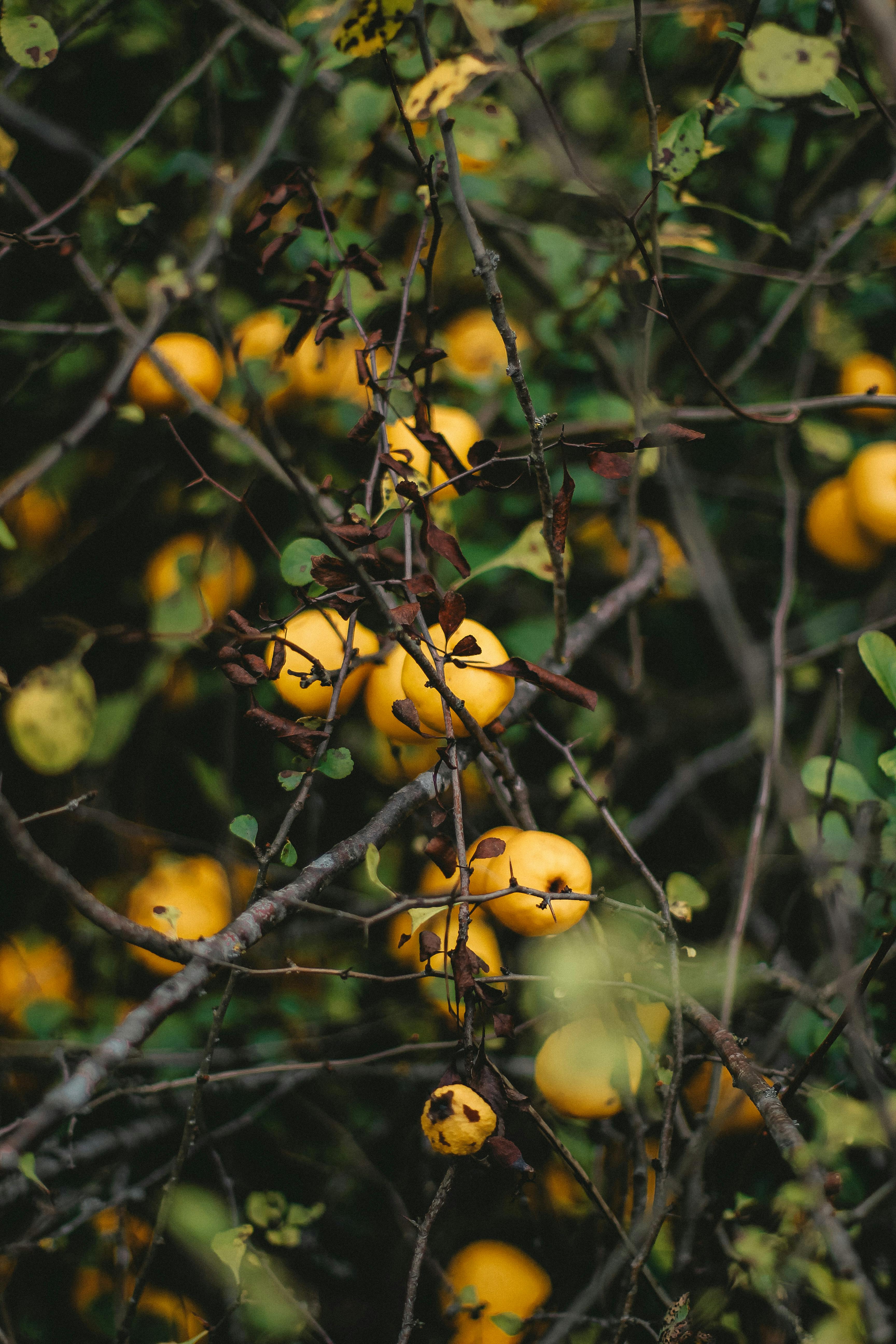 Close-up of ripe yellow apples hanging among branches and leaves in an autumn setting.