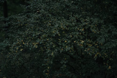 Green Leaves of a Shrub in a Dark Forest