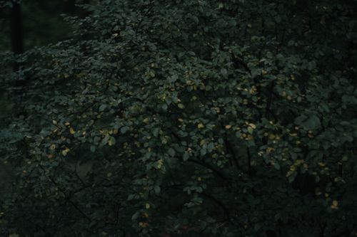 Free A dense shrub with dark green leaves spotted in natural woodland lighting. Stock Photo