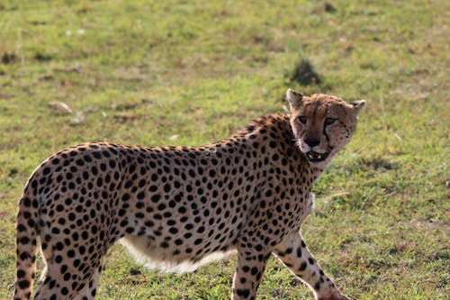 Kostnadsfri bild av djurfotografi, gepard, gräs