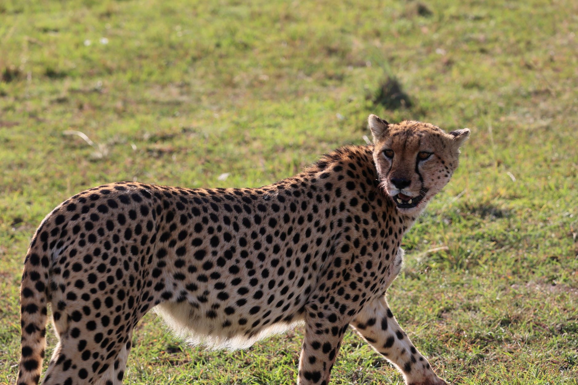 Photograph of a cheetah walking through the grasslands in Narok, Kenya, showcasing its natural elegance.