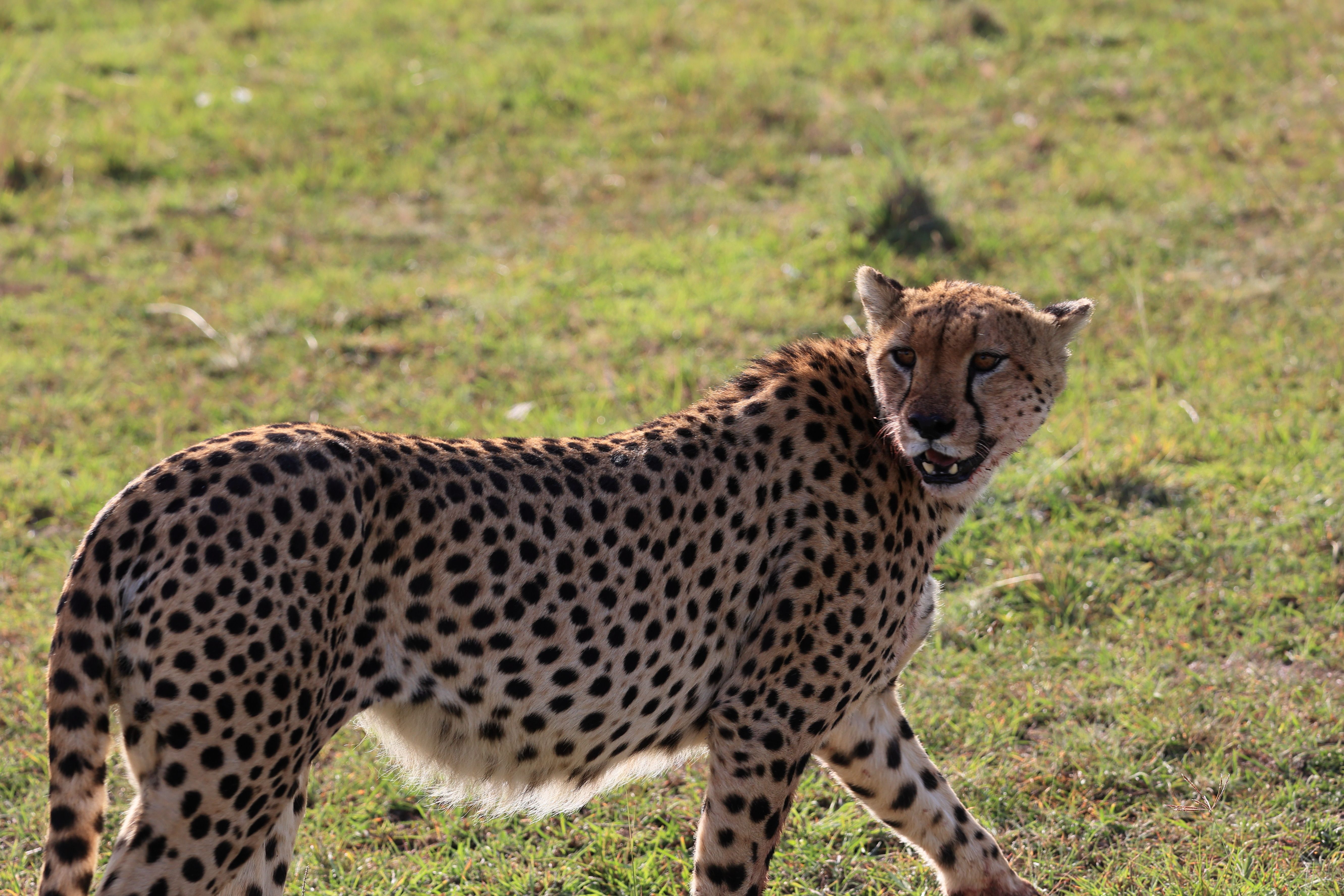 Photo of a Cheetah · Free Stock Photo
