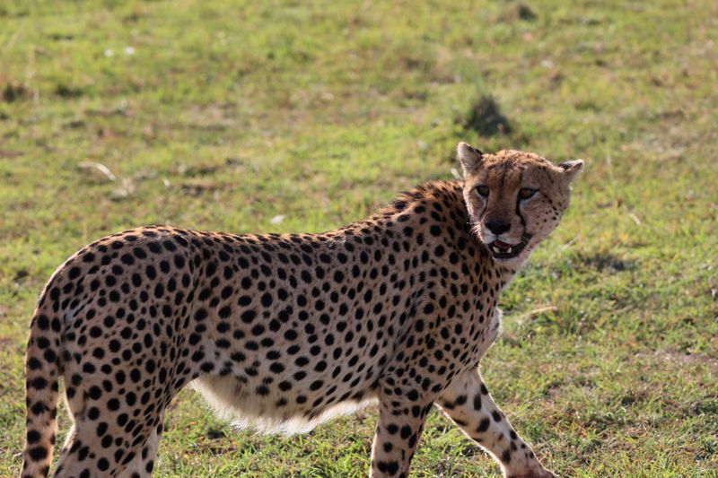Cheetah walking through grassland in Narok, Kenya