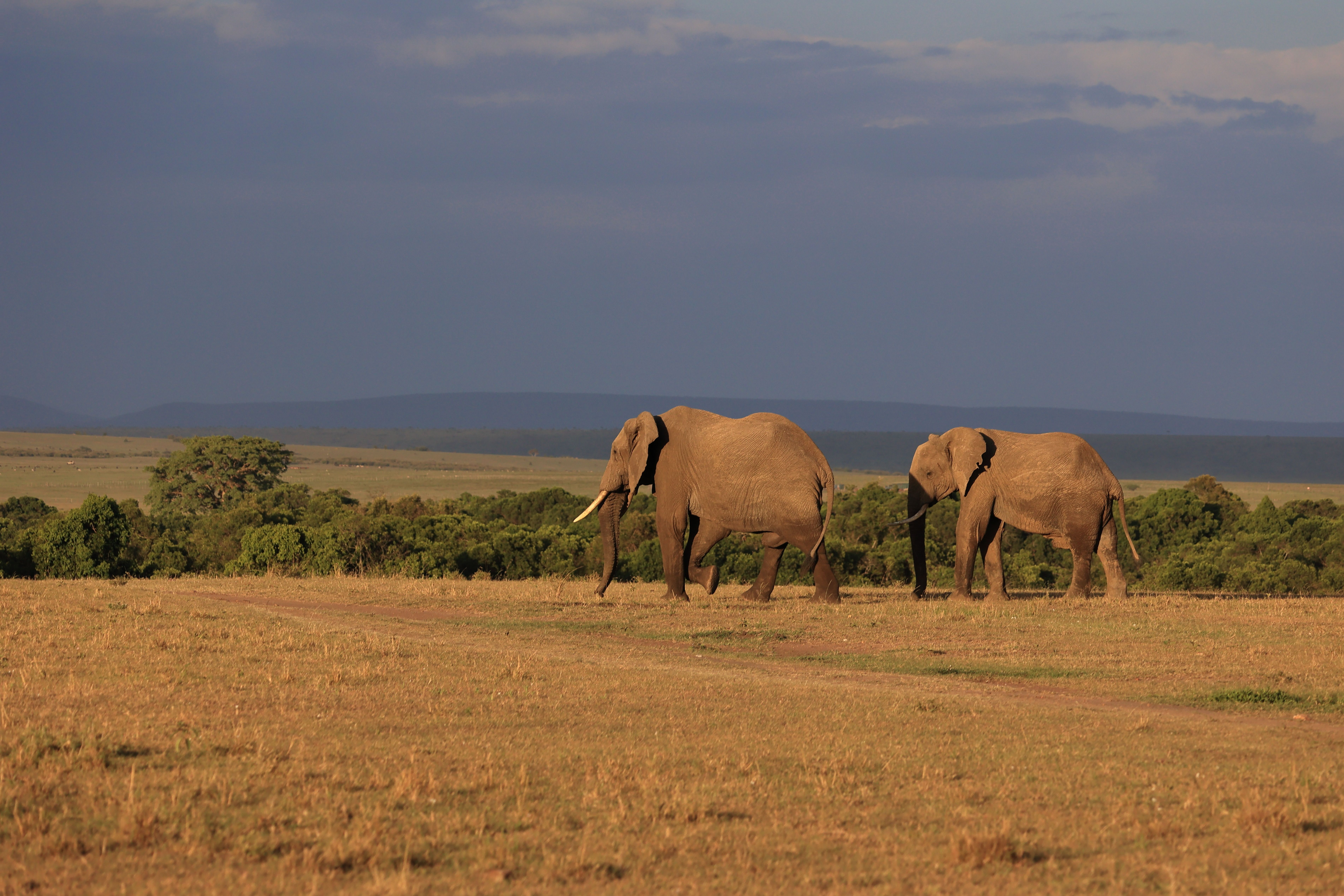 Best Luxury Sundowner and Wildlife Expeditions in Mara Reserve Review: Your Ultimate Kenya Safari Guide Review 2026 - Two African elephants walking in the savannah of Narok, Kenya.