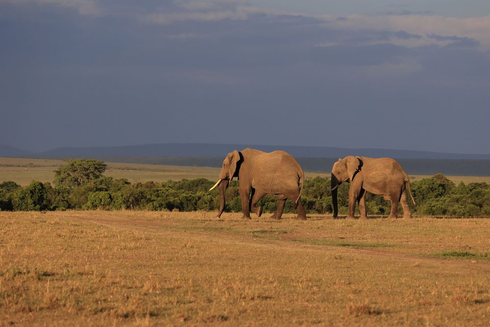 Safari vehicle on the plains, relevant to travel health planning for Kenya