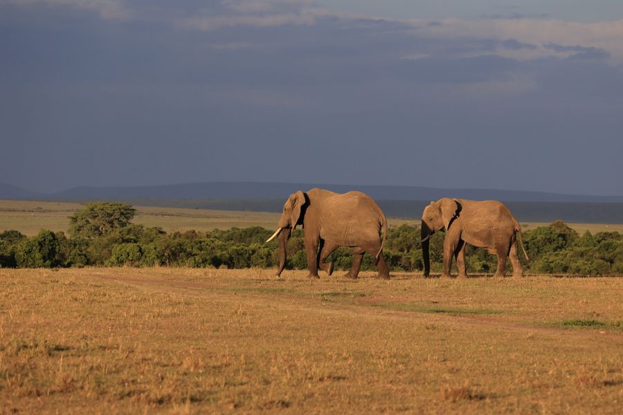 Lion resting on open grassland in the Masai Mara National Reserve