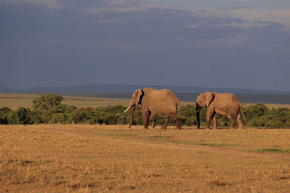 3 Day Masai Mara Safari