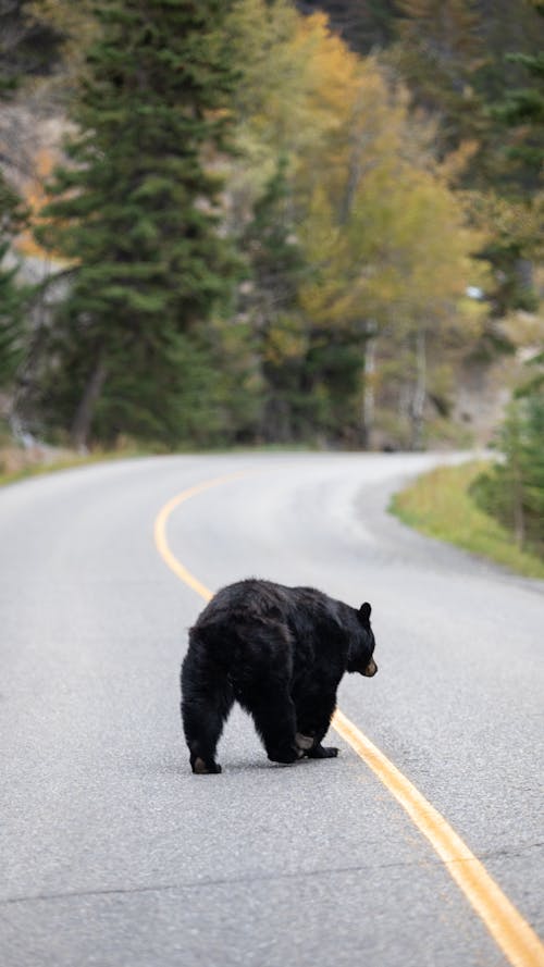 Bear Walking Road