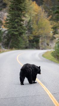 A black bear walks across a winding rural road surrounded by forest trees in autumn
