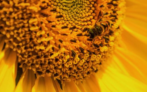 Free Detailed macro shot of a honey bee collecting pollen on a bright sunflower bloom on a sunny day. Stock Photo