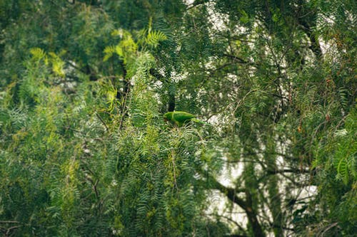 Green Parakeet among Lush Foliage