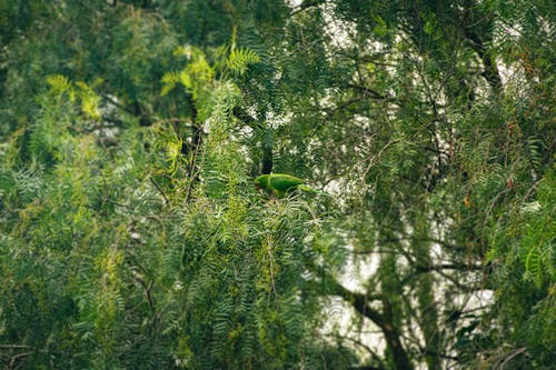 Foto d'estoc gratuïta de arbres, au, estiu