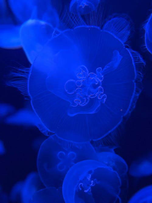 Jellyfish in a Sea