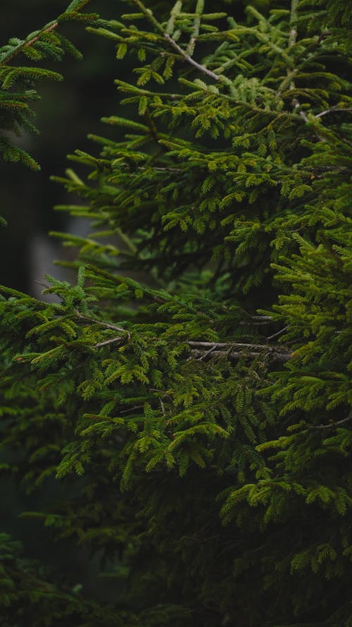 Free stock photo of tree, trees forest