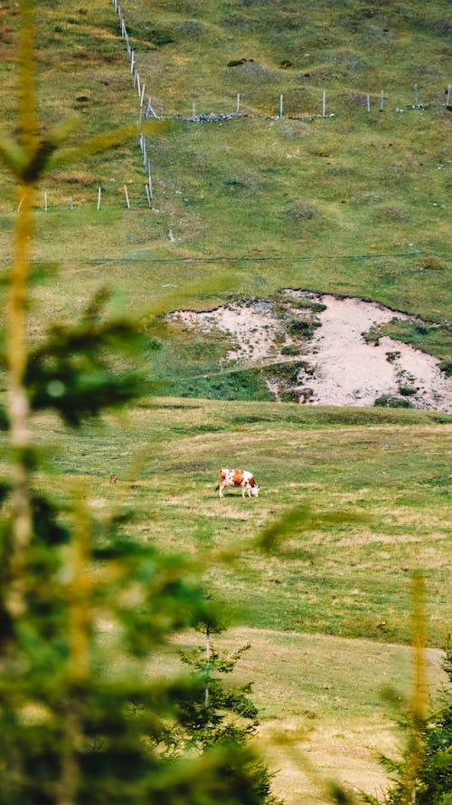 Free stock photo of cow, plateau, turkey