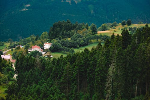Village on a Hill next Evergreen Coniferous Forest