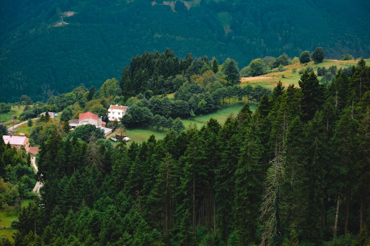 Village On A Hill Next Evergreen Coniferous Forest