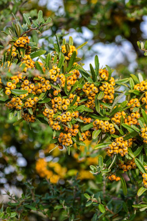 Fruit-Heavy Branch of a Sea Buckthorn Shrub