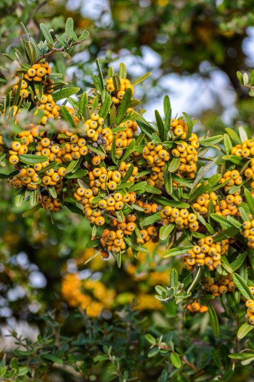 Free Close-up of a sea buckthorn shrub laden with bright yellow berries against a green foliage backdrop. Stock Photo