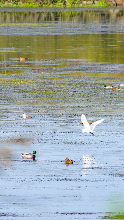 Free stock photo of duck, kızılırmak, nature