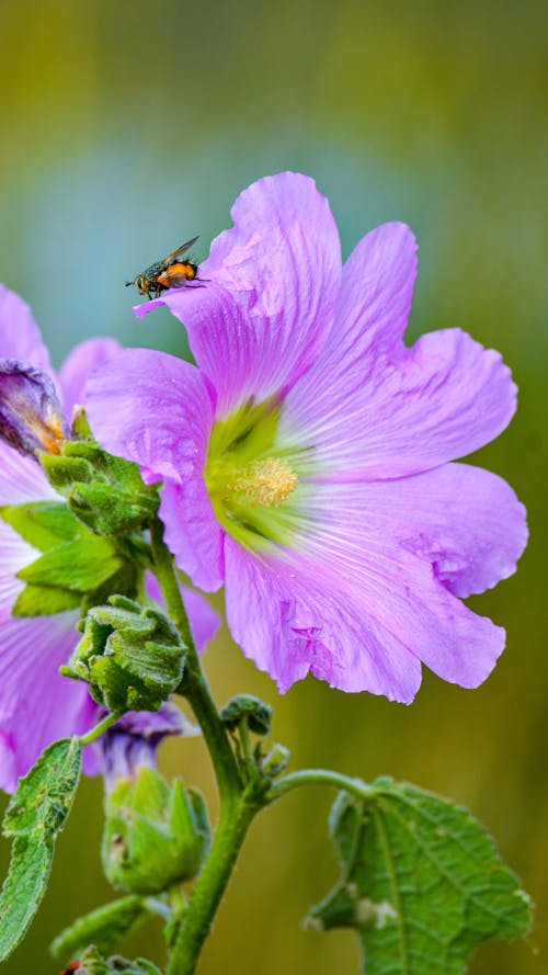 Free stock photo of bee, flower