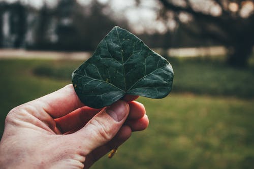 Selective Focus Photography Of Green Leaf