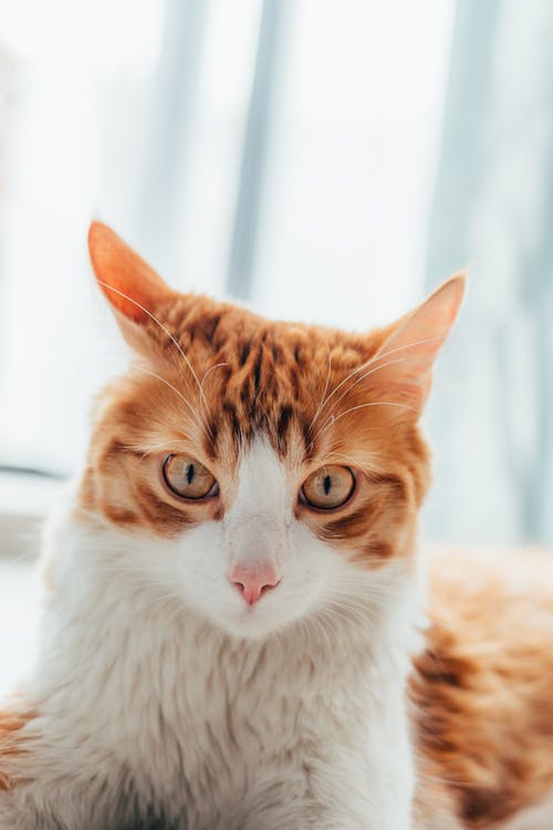 Closeup of a Ginger Domestic Cat