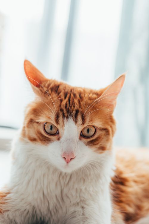 Free Ginger and white cat staring intently at the camera. Bright and detailed close-up shot indoors. Stock Photo