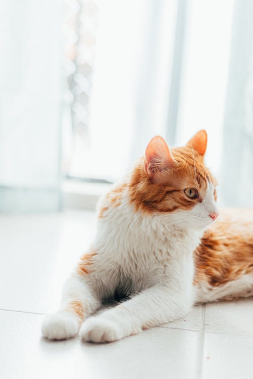 Ginger Domestic Cat Lying on the Floor