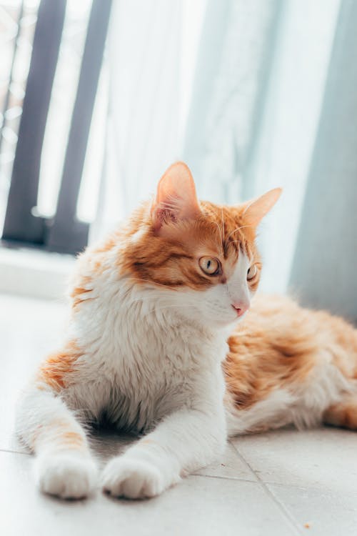 Little Cat Lying on the Ground 