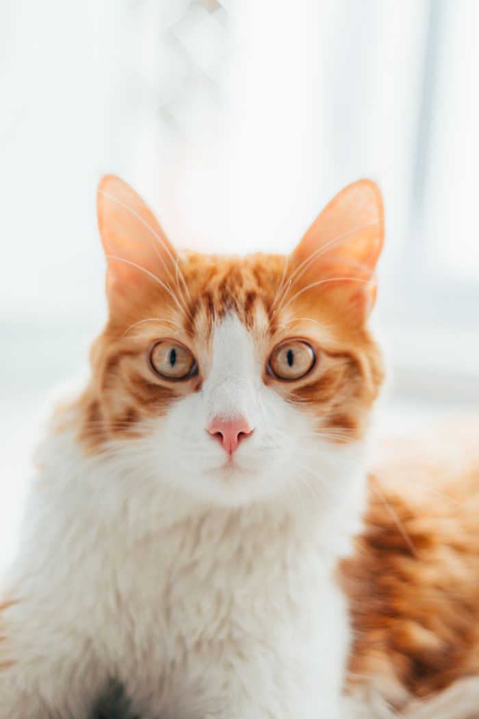 Рыжий кот