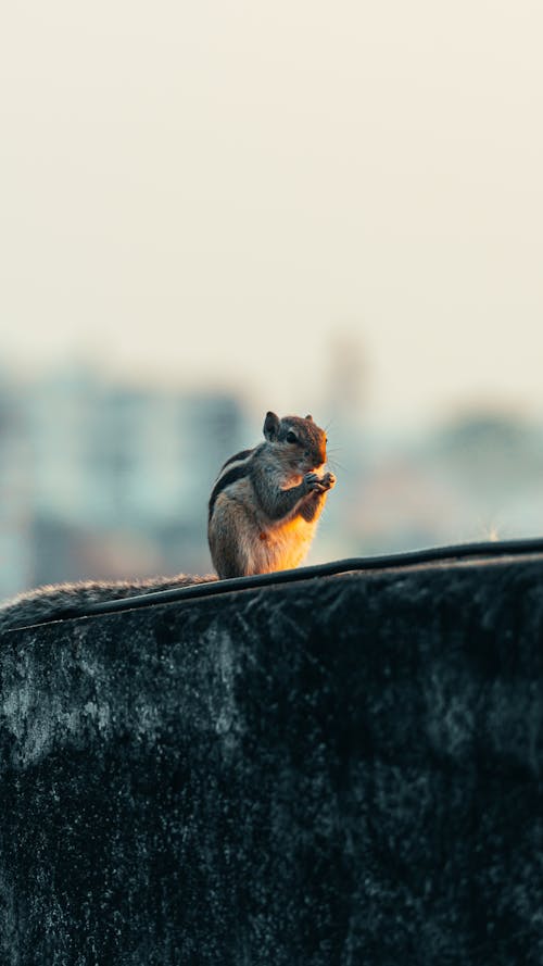 Kostenloses Stock Foto zu eichhörnchen, fels, natur