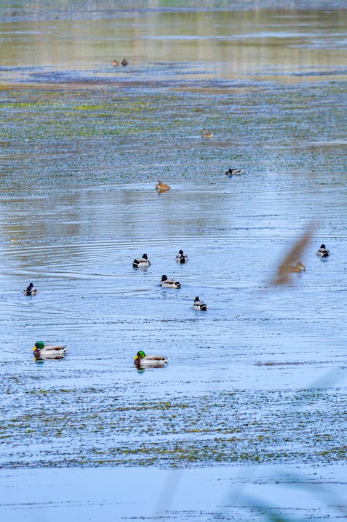 Free stock photo of bafra, beck, duck