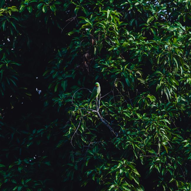 A single green parrot perched on a branch amidst dense foliage, showcasing vibrant wildlife.