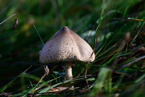 Close up of Parasol Mushroom