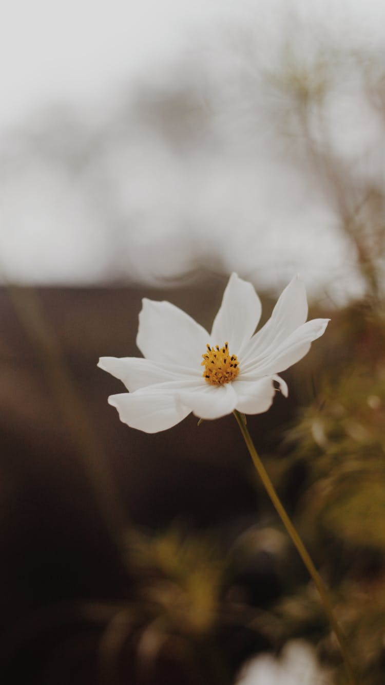 Close-up Of A White Flower 