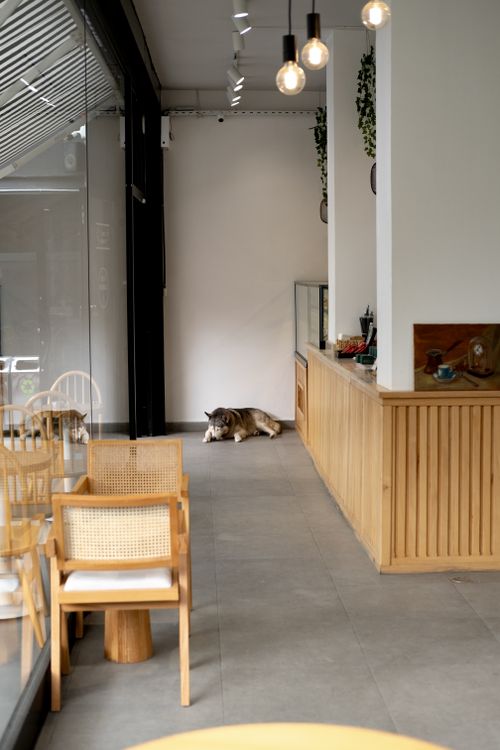 Free A peaceful café interior featuring a wolfdog sleeping on the floor. Stock Photo